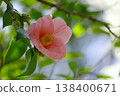 茶花 138400671