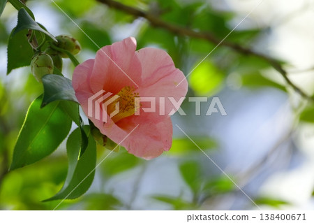 Camellia Camellia 138400671