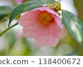 茶花 138400672
