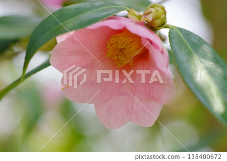 茶花 茶花 138400672