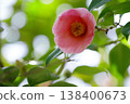 茶花 138400673