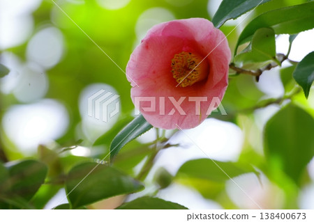 茶花 茶花 138400673
