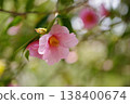 茶花 138400674