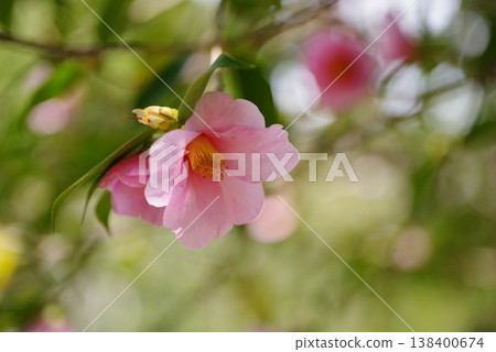 茶花 茶花 138400674