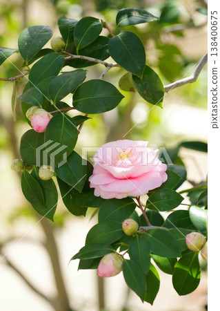茶花 茶花 138400675