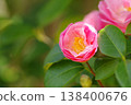 茶花 138400676