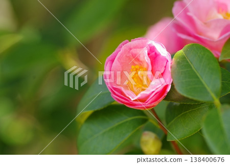 茶花 茶花 138400676