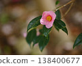 茶花 138400677