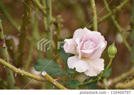 Light purple autumn roses Light purple autumn roses 138400797