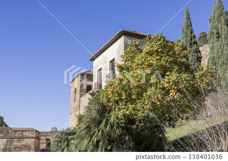 Orange tree with ripe fruit near Alkazaba in Malaga, Spain under clear blue sky 138401036
