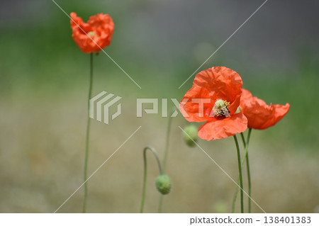 Nagamishiba花 Nagamishiba花 138401383