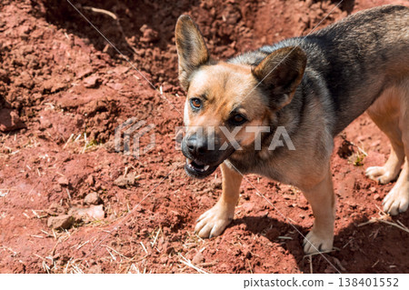 Dog looks up with interest while standing on red dirt in backyard dog appears curious about surroundings. Dog looks up with interest while standing on red dirt in backyard dog appears curious about surroundings. 138401552