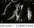 The foliage is transformed by a striking play of light, casting deep shadows across its broad, serrated edges. This high-contrast composition brings the sharp geometry and intricate textures of the 138401568
