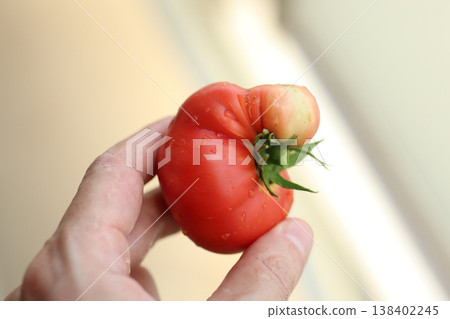 Tomato, held in hand, fresh vegetable, close-up. Tomato, held in hand, fresh vegetable, close-up. 138402245