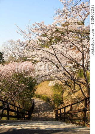Kansai Cycle Sports Center and cherry blossoms 138402282
