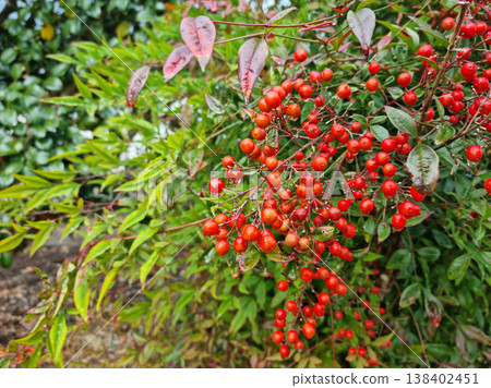 These are red Namcheon berries with raindrops forming on them. 138402451