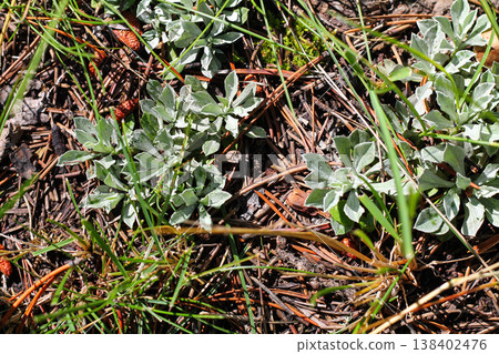 Small-Leaved Pussytoes On Subalpine Forest Ground Small-Leaved Pussytoes On Subalpine Forest Ground 138402476