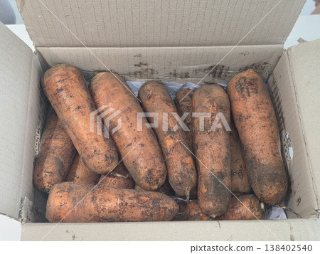 fresh carrots with dirt on them fresh carrots with dirt on them 138402540