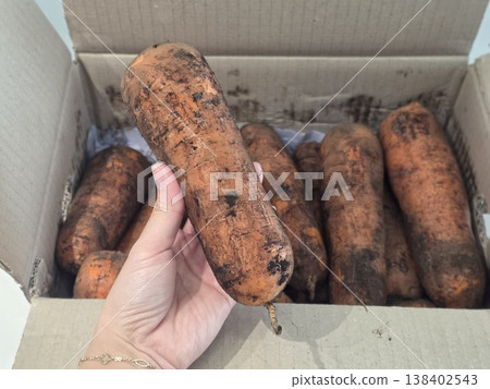 fresh carrots with dirt on them 138402543