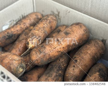fresh carrots with dirt on them fresh carrots with dirt on them 138402548