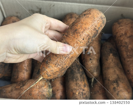 fresh carrots with dirt on them fresh carrots with dirt on them 138402550