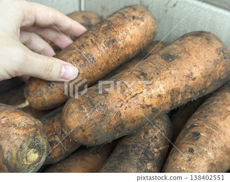 fresh carrots with dirt on them fresh carrots with dirt on them 138402551