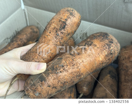 fresh carrots with dirt on them fresh carrots with dirt on them 138402556