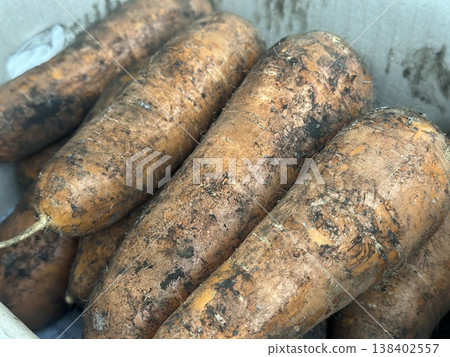 fresh carrots with dirt on them fresh carrots with dirt on them 138402557