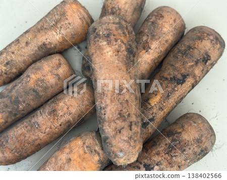 fresh carrots with dirt on them fresh carrots with dirt on them 138402566