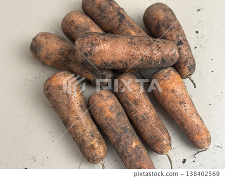 fresh carrots with dirt on them fresh carrots with dirt on them 138402569