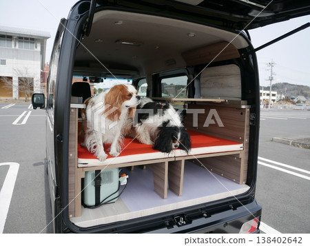 兩隻查理王小獵犬正好奇地往小型露營車內部張望(在車裡睡覺,寵物) 兩隻查理王小獵犬正好奇地往小型露營車內部張望(在車裡睡覺,寵物) 138402642