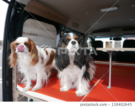 兩隻查理王小獵犬在小型露營車的貨艙裡排成一排(睡在車裡/麵包車裡的生活) 兩隻查理王小獵犬在小型露營車的貨艙裡排成一排(睡在車裡/麵包車裡的生活) 138402643