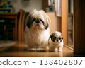 shih tzu puppy ,Shih Tzu mother dog with her puppy walking slowly toward the camera inside a cozy home. 138402807