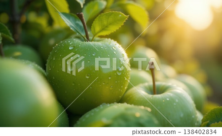 Close-up of a vibrant green apple with fresh water droplets and green leaves in soft sunlight. 138402834