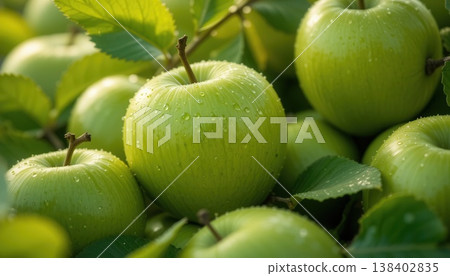 Group of crisp green apples on a tree branch covered in morning dew and sunlight. Group of crisp green apples on a tree branch covered in morning dew and sunlight. 138402835