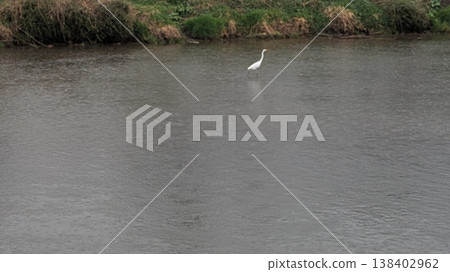 Great Egret Great Egret 138402962
