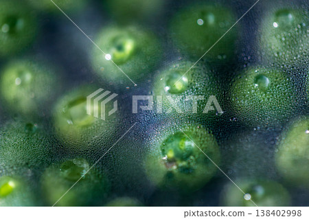 Macro shot of water droplets forming on green beans during the thawing process Macro shot of water droplets forming on green beans during the thawing process 138402998