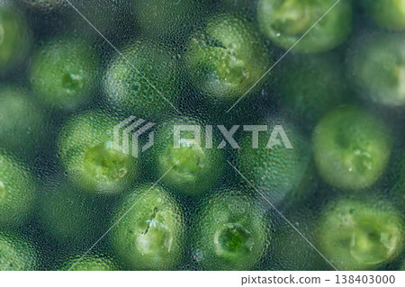 Macro shot of water droplets forming on green beans during the thawing process 138403000