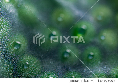 Macro shot of water droplets forming on green beans during the thawing process Macro shot of water droplets forming on green beans during the thawing process 138403008