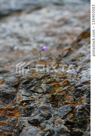 Harebell Wildflower Finds A Toehold On Lichen-Covered Rock Harebell Wildflower Finds A Toehold On Lichen-Covered Rock 138403083