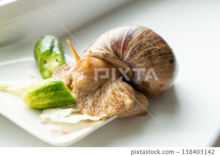 Big snail achatina pet. Animal at home. Eating cucumber veggies food Big snail achatina pet. Animal at home. Eating cucumber veggies food 138403142