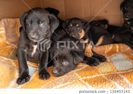 Puppies in box. Black puppy adopt pet Puppies in box. Black puppy adopt pet 138403143