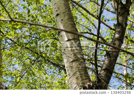 New Spring Foliage Of A Paper Birch 138403298