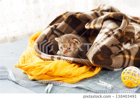 Grey striped newborn kitten in a plaid blanket. Sweet adorable tiny kittens on a serenity blue wood background play with cat toy and ribbon. Small cat. Funny kitten crawling and meowing 138403491