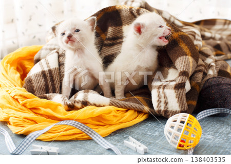 White newborn kittens in a plaid blanket. Sweet adorable tiny kittens on a serenity blue wood background play with cat toy and ribbon. Small cats. Funny kittens crawling and meowing 138403535
