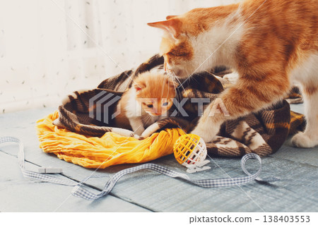 Red newborn kittens in a plaid blanket. Sweet adorable tiny kittens on a serenity blue wood background play with cat toy and ribbon. Small cats. Funny kittens crawling and meowing Red newborn kittens in a plaid blanket. Sweet adorable tiny kittens on a serenity blue wood background play with cat toy and ribbon. Small cats. Funny kittens crawling and meowing 138403553