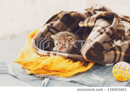 Grey striped newborn kitten in a plaid blanket. Sweet adorable tiny kitten on a serenity blue wood background play with cat toy and ribbon. Small cat. Funny kitten crawling and meowing Grey striped newborn kitten in a plaid blanket. Sweet adorable tiny kitten on a serenity blue wood background play with cat toy and ribbon. Small cat. Funny kitten crawling and meowing 138403661