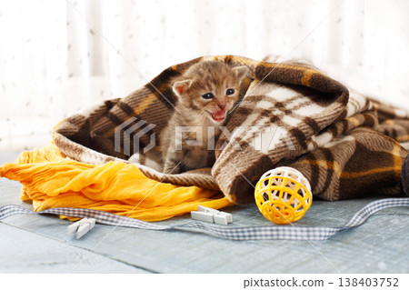 Grey striped newborn kitten in a plaid blanket. Sweet adorable tiny kittens on a serenity blue wood background play with cat toy and ribbon. Small cat. Funny kitten crawling and meowing 138403752