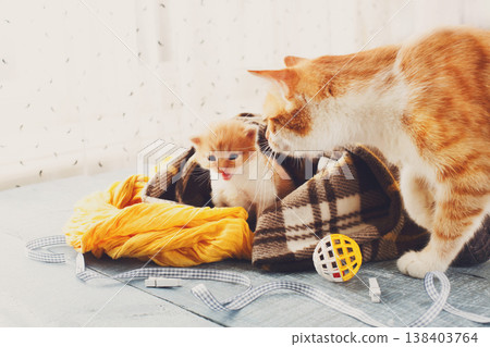 Red newborn kittens in a plaid blanket. Sweet adorable tiny kittens on a serenity blue wood background play with cat toy and ribbon. Small cats. Funny kittens crawling and meowing 138403764