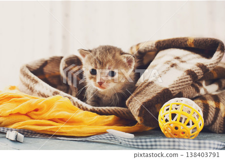 Grey striped newborn kitten in a plaid blanket. Sweet adorable tiny kitten on a serenity blue wood background play with cat toy and ribbon. Small cat. Funny kitten crawling and meowing 138403791